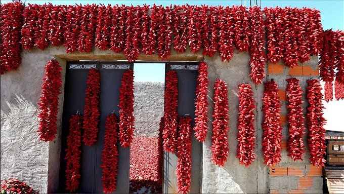 أخبار مصر | سيدة تبيع الفلفل الأحمر من 40 عام في حائل بعد وفاة زوجها.. قصة كفاح