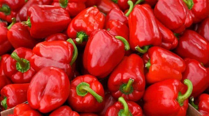 أخبار مصر | سيدة تبيع الفلفل الأحمر من 40 عام في حائل بعد وفاة زوجها.. قصة كفاح