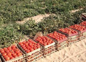 أخبار مصر | ارتفاع أسعار الطماطم اليوم الأحد 22 أكتوبر 2023 .. اعرف بكام النهاردة