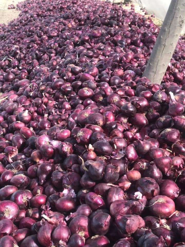 سعر البصل 8 جنيهات.. شعبة الخضار تكشف موعد التطبيق