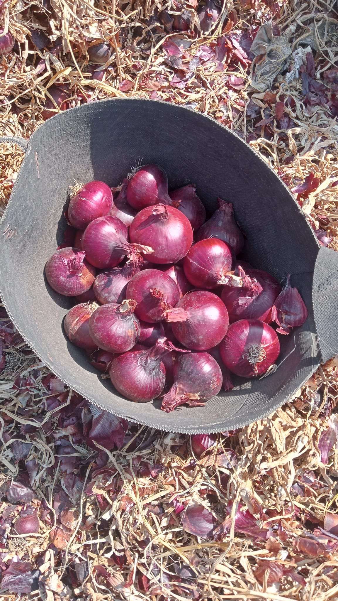 سعر البصل 8 جنيهات.. شعبة الخضار تكشف موعد التطبيق