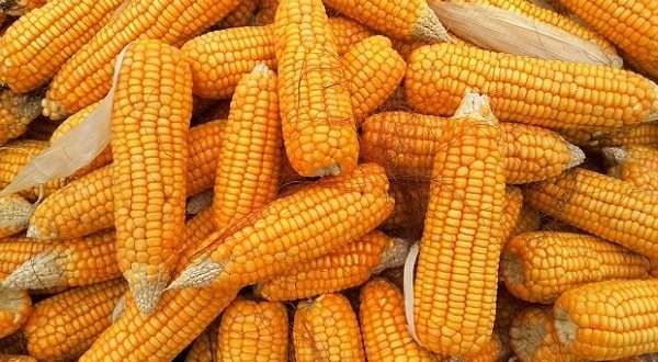 أسعار الذرة الصفراء اليوم