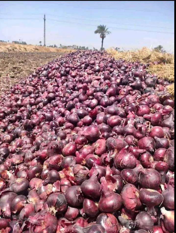 سعر البصل 8 جنيهات.. شعبة الخضار تكشف موعد التطبيق