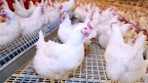 أخبار مصر | أسعار الدواجن والبيض اليوم الأحد 29 أكتوبر 2023 .. انزل اشتري علشان هترفع تاني