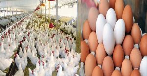 أخبار مصر | أسعار الدواجن والبيض اليوم الأحد 29 أكتوبر 2023 .. انزل اشتري علشان هترفع تاني