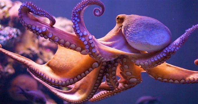 أخبار مصر | مقطع ساحر لـ أخطبوط يغير لونه في البحر خلال ثوانٍ معدودة