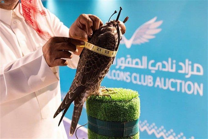 أخبار مصر | بيع ثلاثة صقور فرخ شاهين في مزاد نادي الصقور السعودي بـ 266 ألف ريال