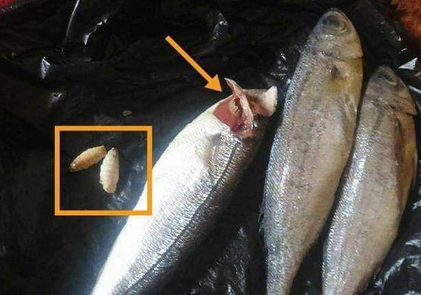 سوسة السمك المشوي.. طبيبة تحذر: خلي بالك لو هتشتريه جاهز