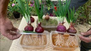 أخبار مصر | زيادة سعر البصل اليوم الأثنين 6 نوفمبر 2023.. شوف الكليو وصل لكام