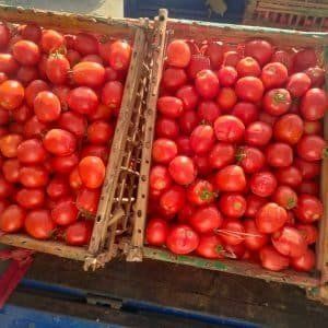 أخبار مصر | أسعار الطماطم اليوم الأثنين 6 نوفمبر 2023 .. القوطة اتجننت تاني يا مدام