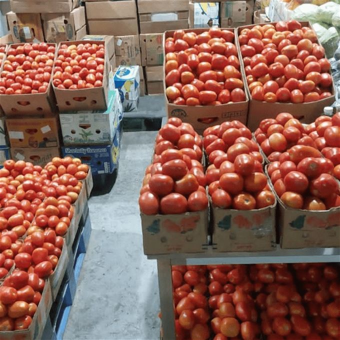 أخبار مصر | أسعار الطماطم اليوم الثلاثاء 7 نوفمبر 2023 .. سعر العداية بتراب الفلوس