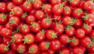 أخبار مصر | أسعار الطماطم اليوم الثلاثاء 7 نوفمبر 2023 .. سعر العداية بتراب الفلوس