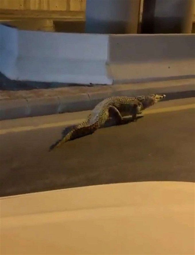 أخبار مصر | تمساح يتجول في شوارع القطيف ويتسبب في رعب السكان.. اتفرج ماذا حدث؟