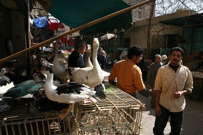 أخبار مصر | انتشار إصابات بسلالة جديدة من أنفلونزا الطيور بين المصريين .. بيان عاجل من الحكومة