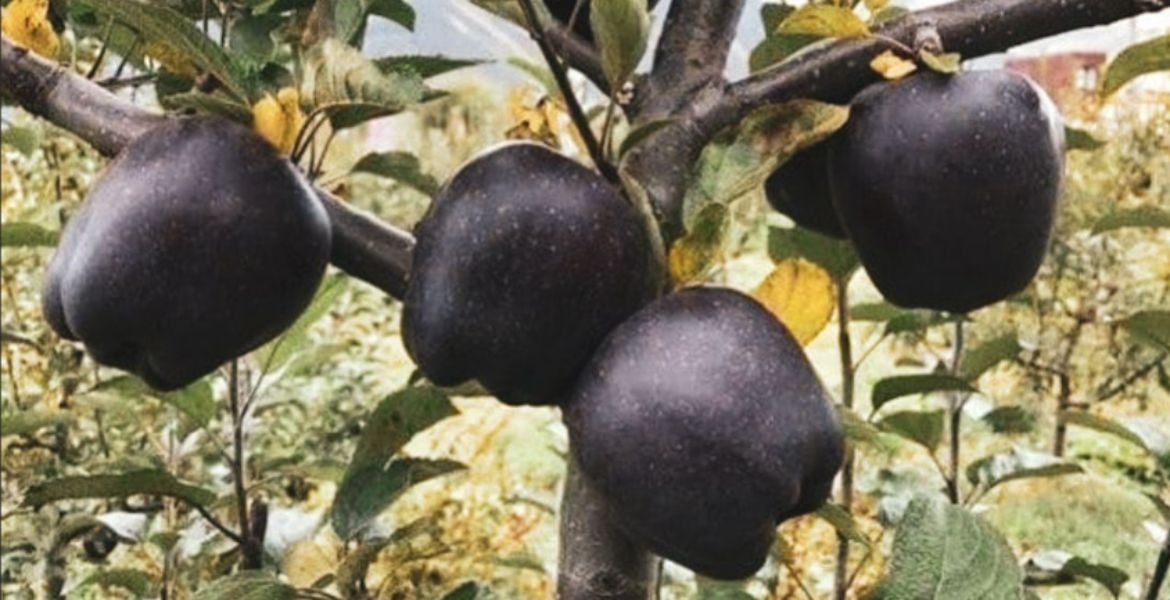 فوائد التفاح الأسود.. علاج طبيعي للسرطان وأمراض القلب