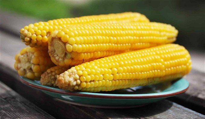 أخبار مصر | سعر طن الذرة الصفراء اليوم الجمعة 24 نوفمبر .. انهيار غير متوقع