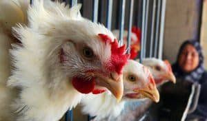 أخبار مصر | أسعار الدواجن والبيض اليوم الأحد 26 نوفمبر 2023 .. الفراخ شمت نفسها تاني يا مدام