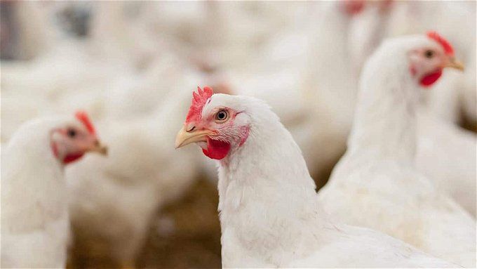 أخبار مصر | أسعار الدواجن والبيض اليوم الأحد 26 نوفمبر 2023 .. الفراخ شمت نفسها تاني يا مدام