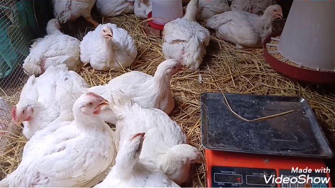 أخبار مصر | أسعار الدواجن والبيض اليوم الاثنين 27 نوفمبر 2023 .. يا ست الكل مش هتلاقي ارخص من كده