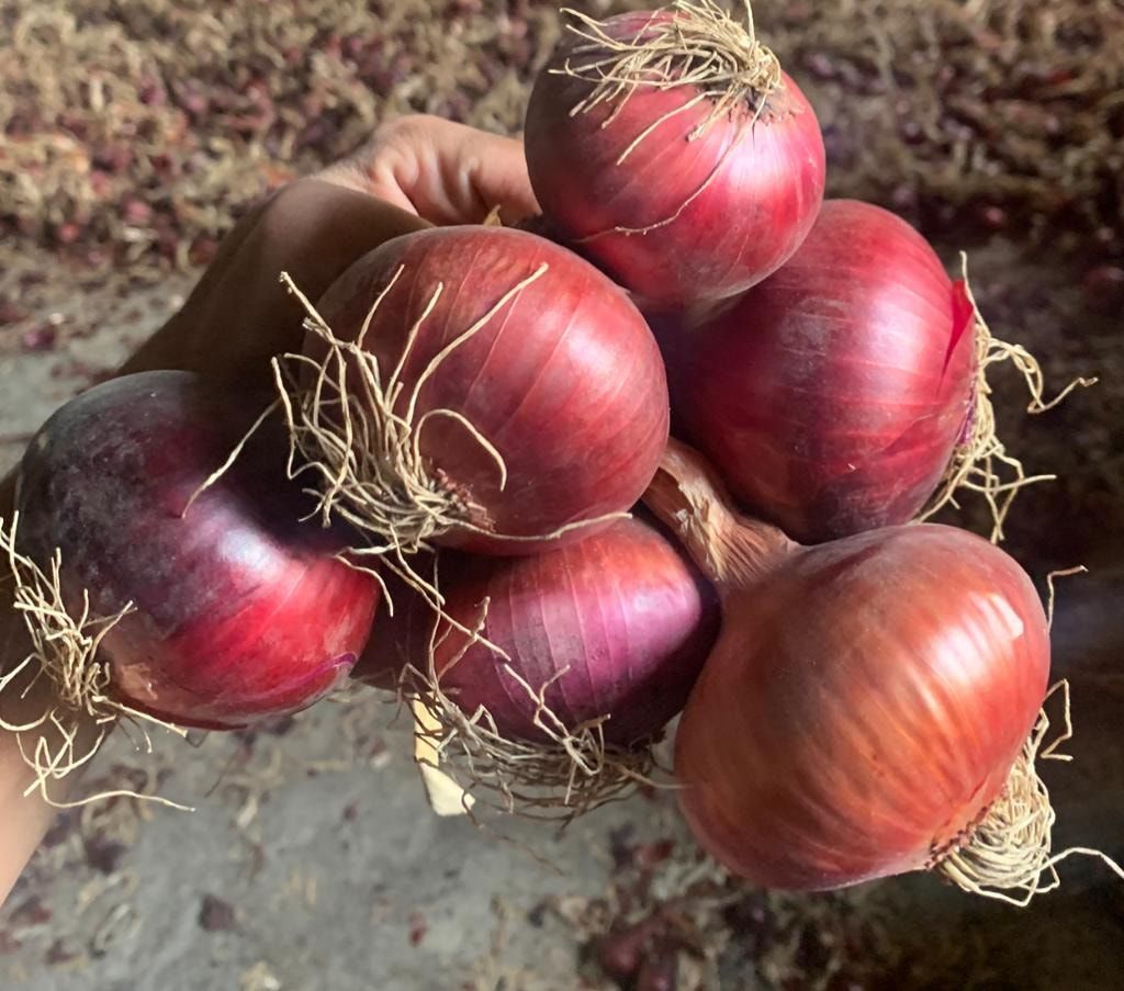 سعر البصل اليوم 28-11-2023.. مفاجأة في الكيلو الجديد