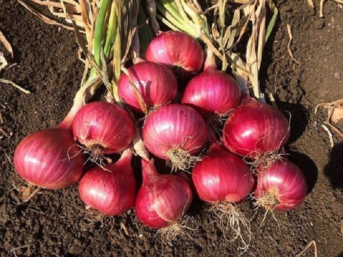 سعر البصل اليوم