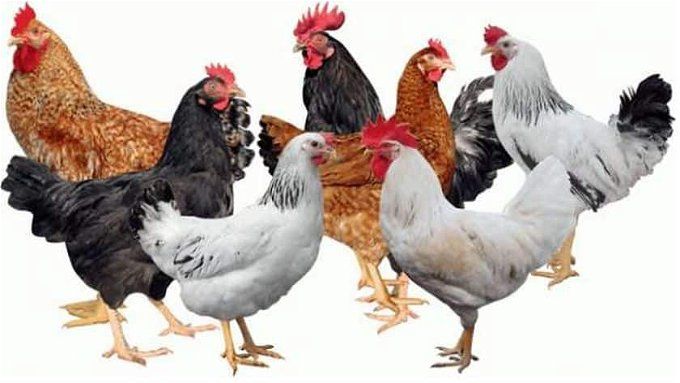 أخبار مصر | بورصة الدواجن اليوم الفراخ البيضاء.. «زادت 2 جنيه على سعرها الأساسي»