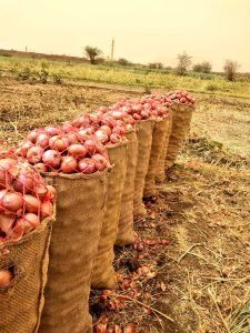 أخبار مصر | سعر البصل اليوم الخميس 30 نوفمبر 2023 .. الفرصة الأخيرة النهاردة يا مدام