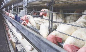 أخبار مصر | أسعار الدواجن والبيض اليوم الأحد 3 ديسمبر 2023 .. زيادة مش حلوة يا ست الحبايب