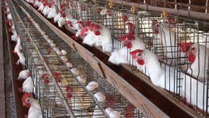 أخبار مصر | أسعار الدواجن والبيض اليوم الأحد 3 ديسمبر 2023 .. زيادة مش حلوة يا ست الحبايب