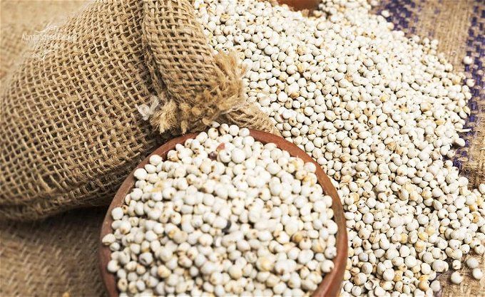 أخبار مصر | سعر كيلو الذرة البيضاء اليوم الاثنين 4 ديسمبر 2023.. الطن عامل كام؟