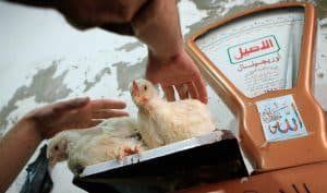 أخبار مصر | أسعار الدواجن والبيض اليوم الأربعاء 6 ديسمبر 2023 .. زيادة أكثر من 2 جنيه