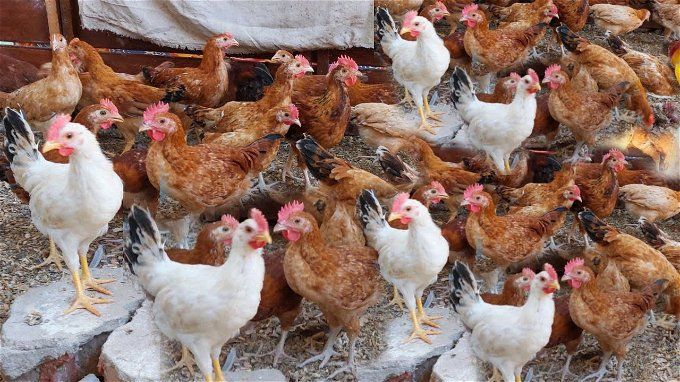 أخبار مصر | زيادة طفيفة في أسعار الدواجن والبيض اليوم الخميس 7 ديسمبر 2023 .. شوف كام