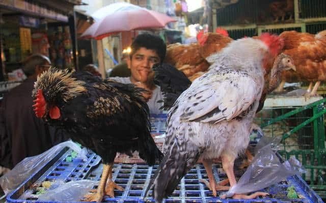 أخبار مصر | أسعار الدواجن والبيض اليوم الاثنين 11 ديسمبر 2023 .. الفراخ وقعت من فوق يا مدام