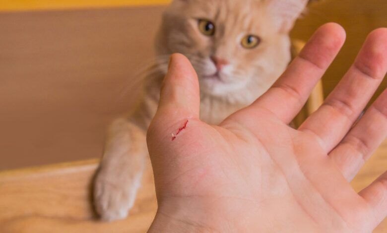 خربشة القطط بتموت.. طبيبة توجه تحذير شديد اللهجة