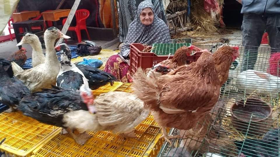 ألف بركة| أسعار الفراخ اليوم الإثنين مفرحة الستات.. نزلت لأقل سعر