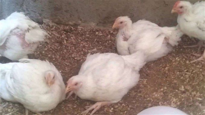 أخبار مصر | أسعار الدواجن والبيض اليوم الأربعاء 13 ديسمبر 2023 .. الفراخ عملت عملتها السوداء