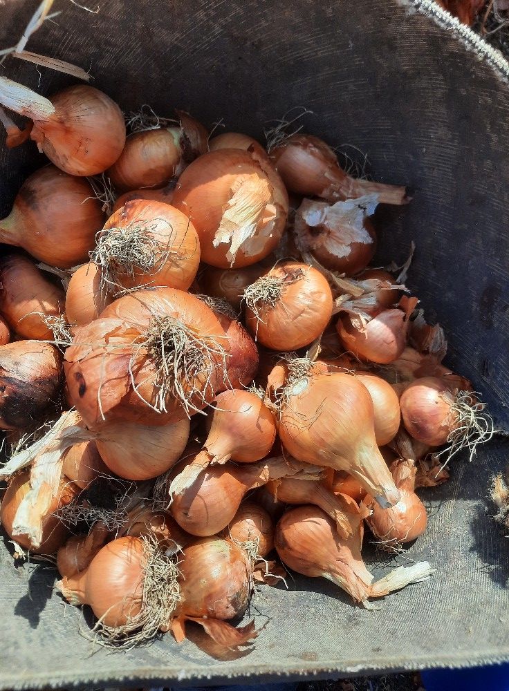 سعر البصل اليوم 13-12-2023.. ارتفاع مؤقت والجاي نزول قوي