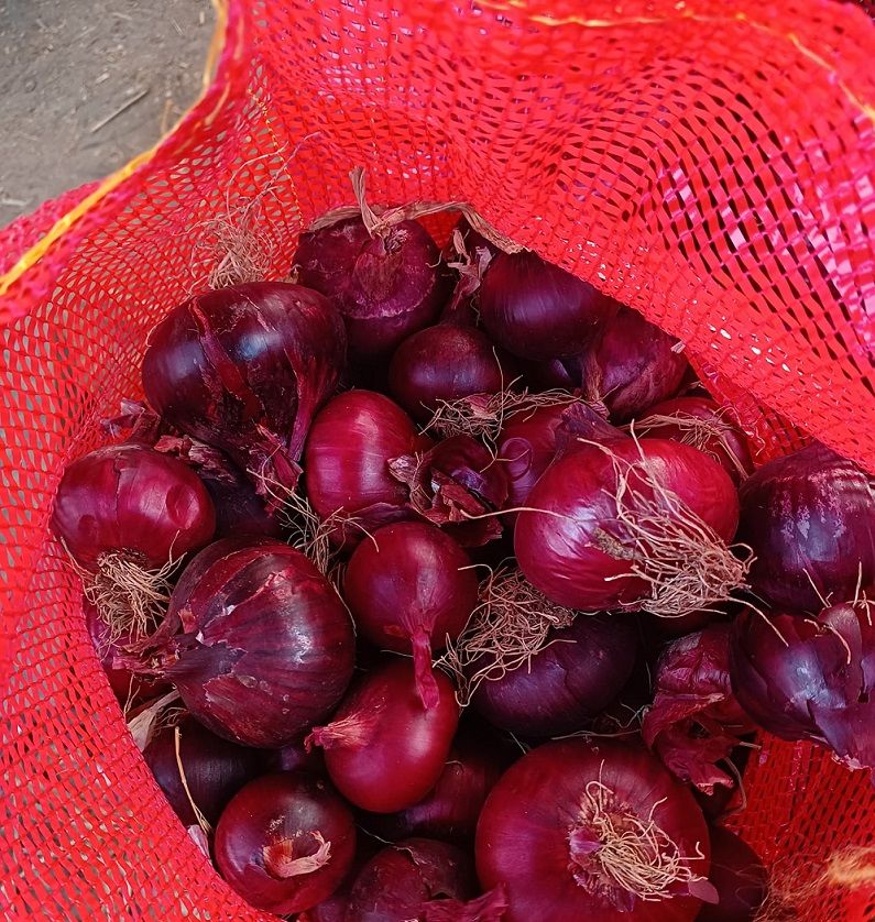 سعر البصل اليوم 13-12-2023.. ارتفاع مؤقت والجاي نزول قوي