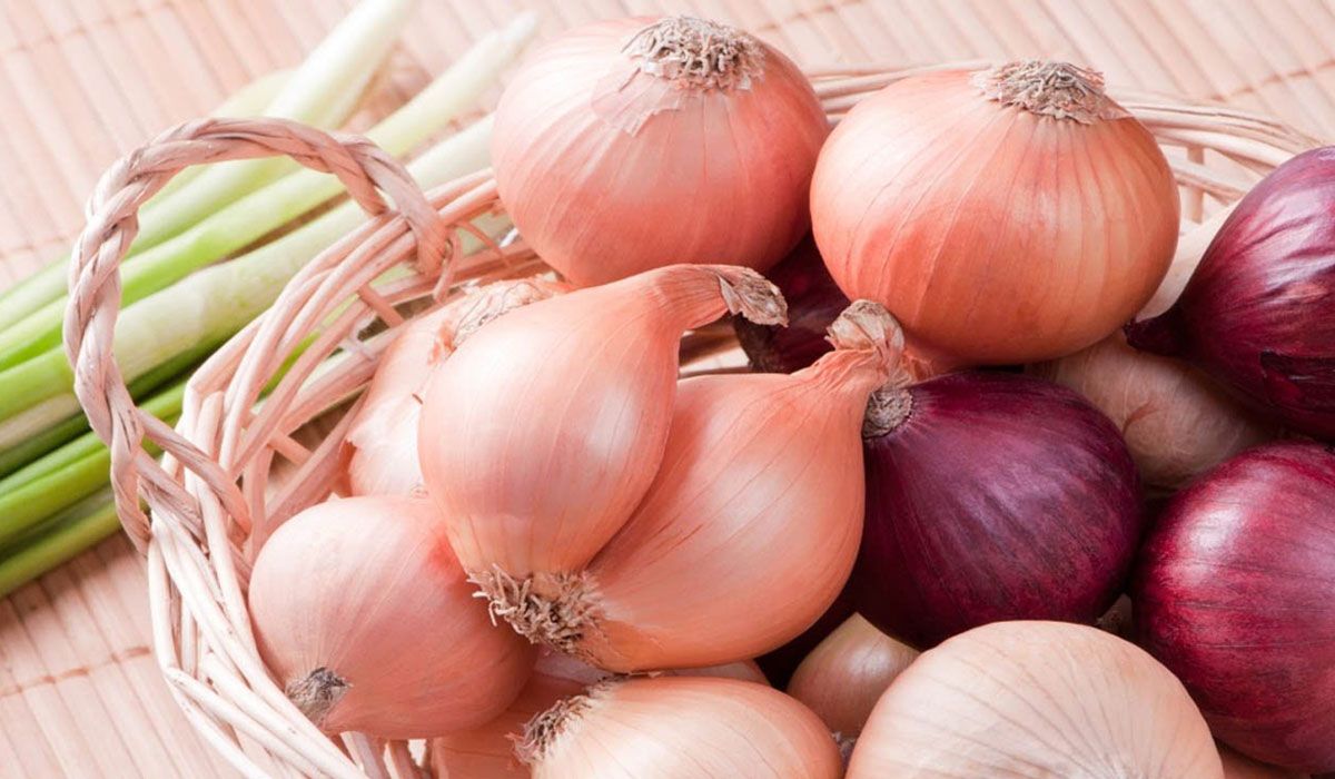 أسعار البصل اليوم