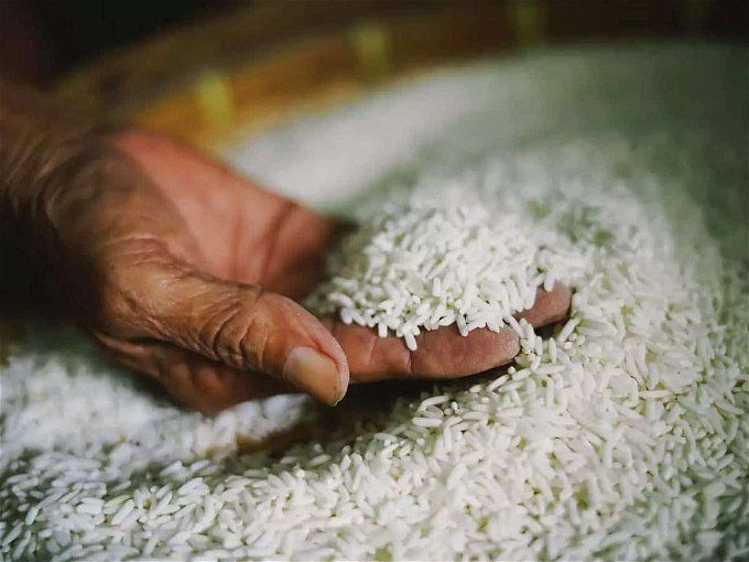 أخبار مصر | سعر طن الأرز الشعير اليوم الخميس 14 ديسمبر 2023.. بشرى سارة للمواطنين