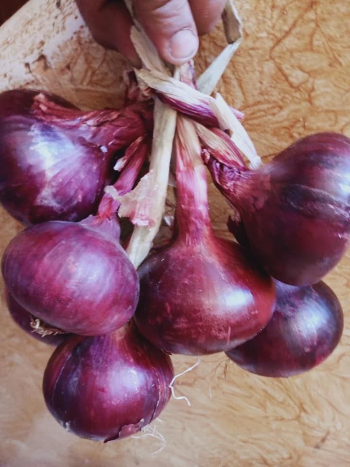 سعر البصل اليوم 15-12-2023.. جري على سوق العبور