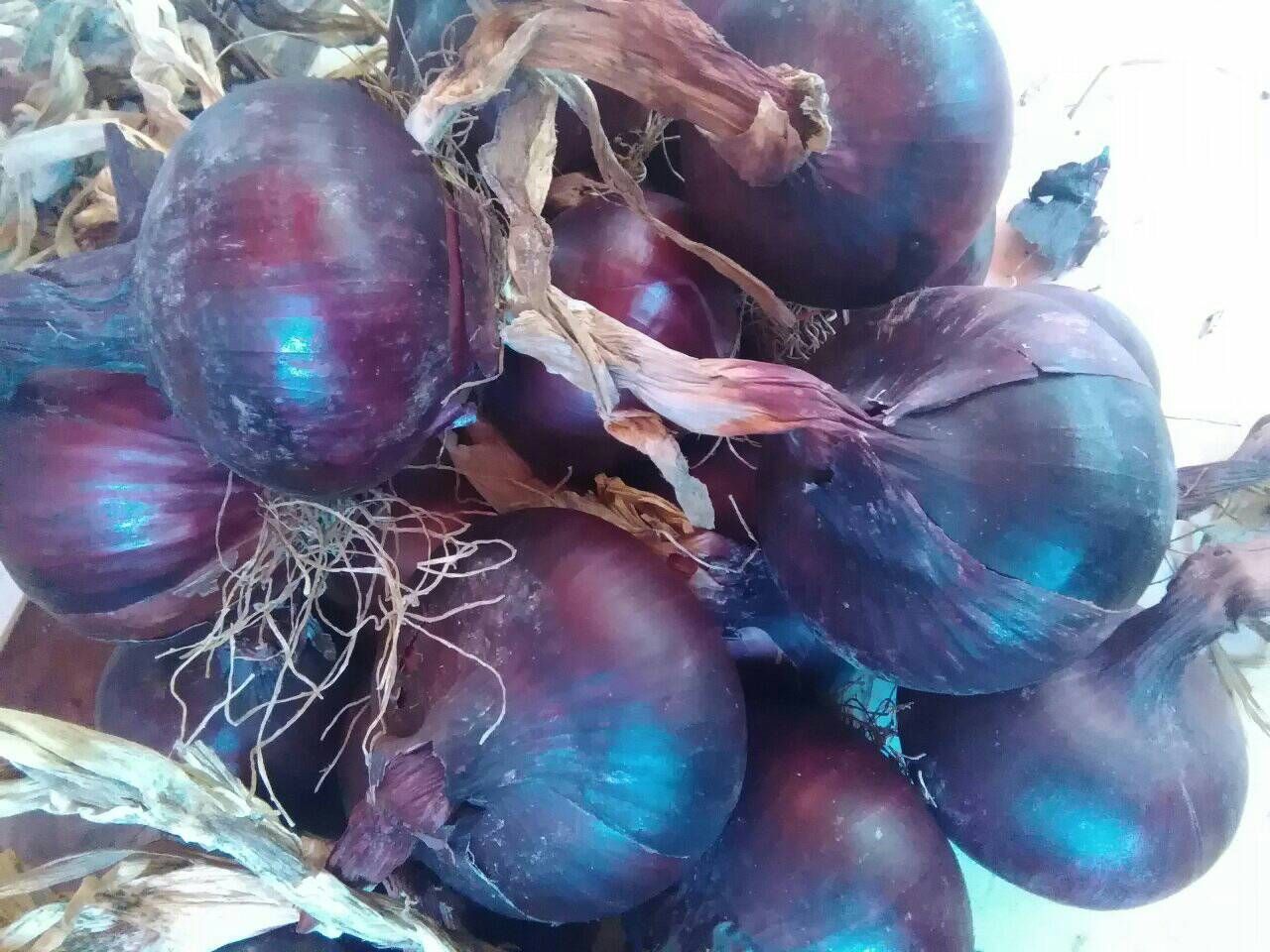 خلاص مفيش غلا| انهيار سعر البصل اليوم الأحد.. ومفاجأة في البطاطس