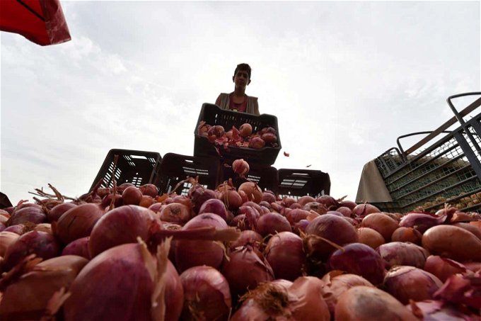 أخبار مصر | تطورات قضية البصل.. الزراعة تكشف المستور حول الكميات المضبوطة