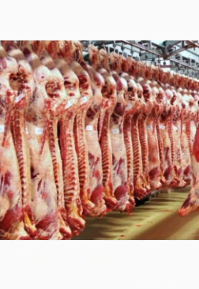 أخبار مصر | سعر كيلو اللحمة في مصر اليوم.. «سيبك من الفراخ وهات لعيالك لحمة»