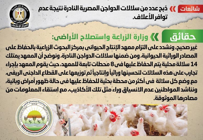 قصة التخلص من سلالات الدواجن النادرة في مصر بسبب أزمة الأعلاف