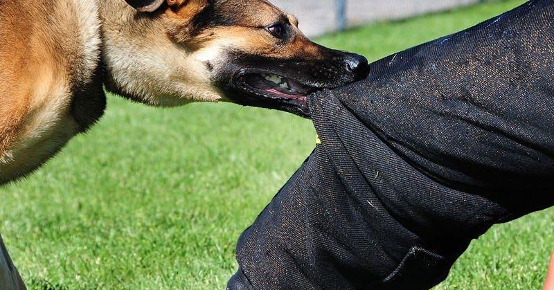 هل تشم الكلاب رائحة الخوف؟.. طبيبة بيطرية تفاجئ الجميع بهذا الرد