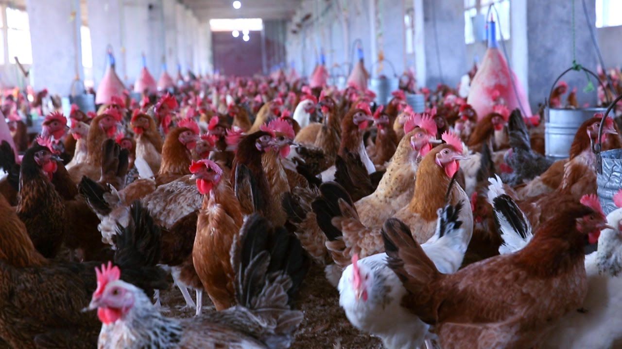 سعر السكر والأرز اليوم 22-12-2023 رسميا.. نزول 7 جنيهات في الكيلو