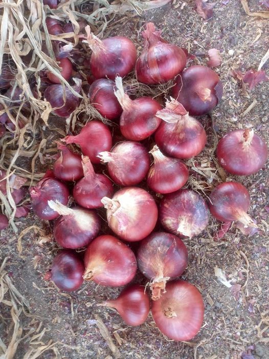 أسعار البصل اليوم السبت 23 ديسمبر.. بـ 13 جنيه في سوق العبور