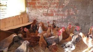 أخبار مصر | أسعار الدواجن والبيض اليوم الجمعة 29 ديسمبر 2023 .. مفاجأة لا تصدق عن الفرارجية