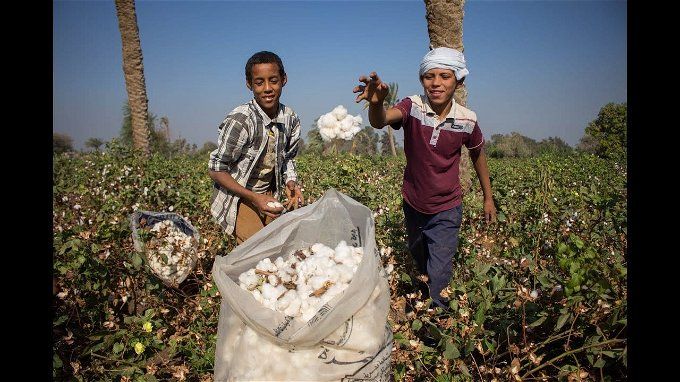 أخبار مصر | سعر قنطار القطن اليوم الجمعة 29 ديسمبر 2023 في جميع المحافظات.. وصل لكام؟